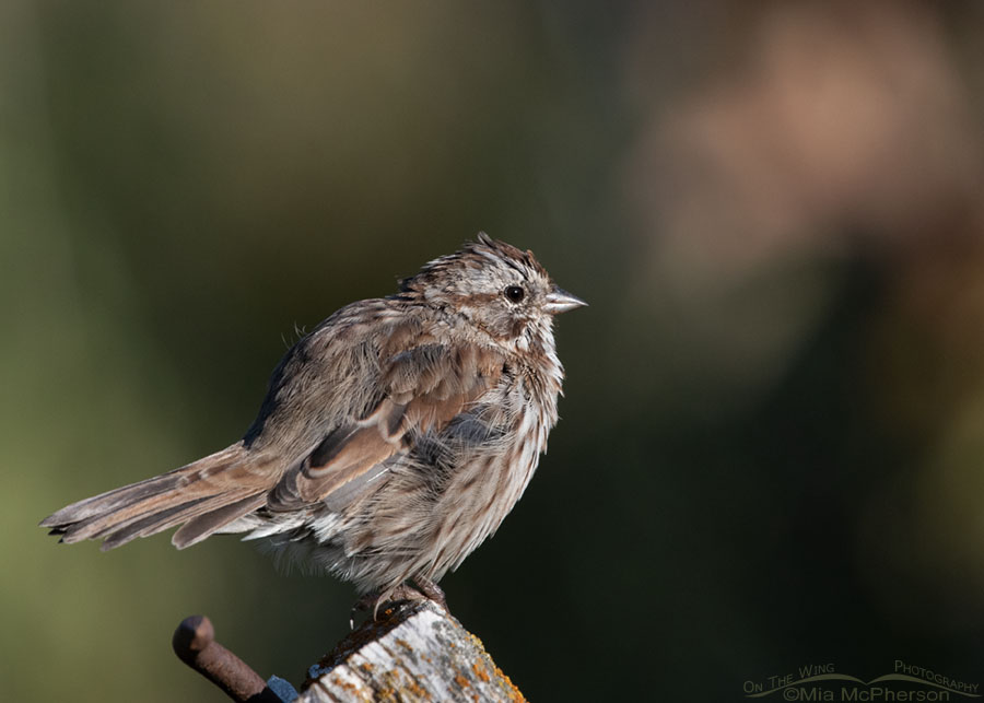 Song Sparrow in molting season, Wasatch Mountains, Summit County, Utah