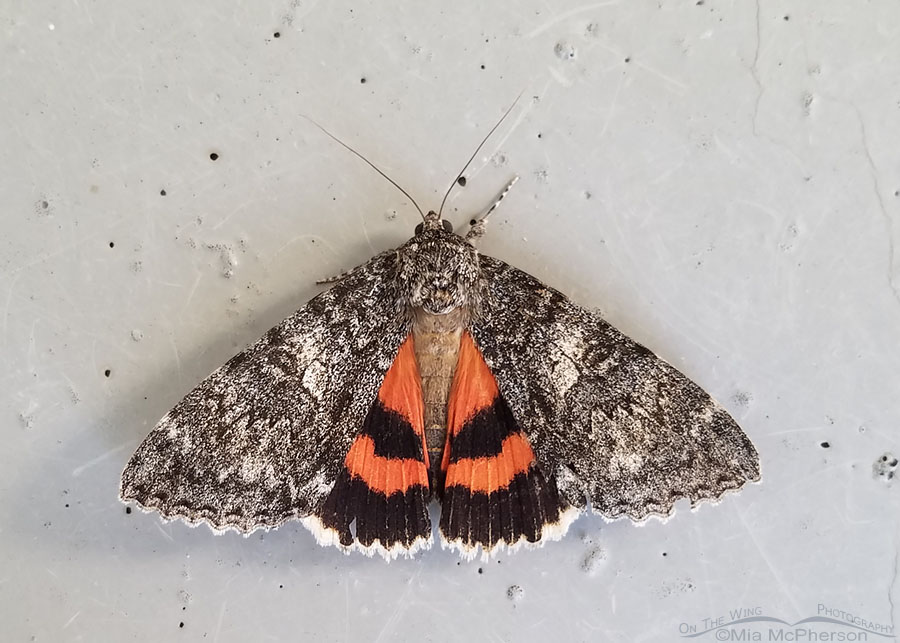Underwing Moth in the Wasatch Mountains, Morgan County, Utah