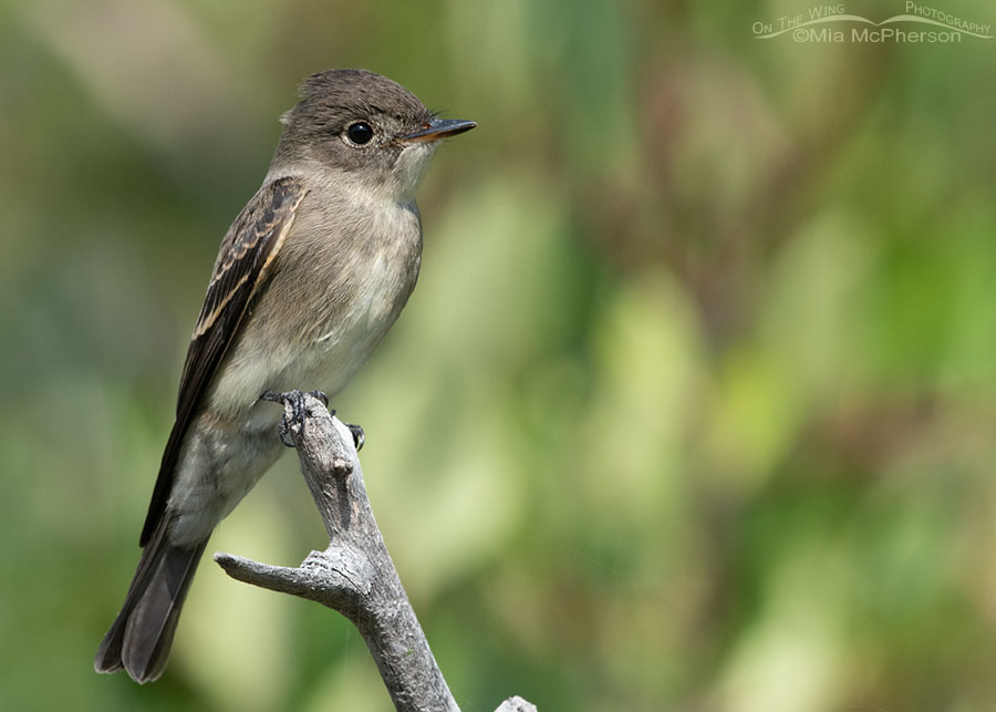 Young Western Wood-Pewee in the Wasatch Mountains, East Canyon, Morgan County, Utah