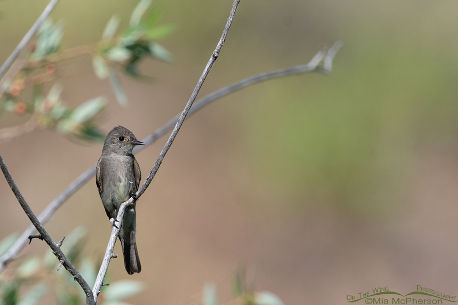 Western Wood-Pewee perched over a creek, Wasatch Mountains, Morgan County, Utah
