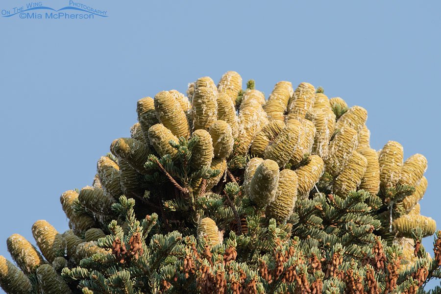 White Fir cones in August, West Desert, Tooele County, Utah