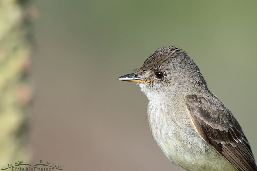 Close up Willow Flycatcher, Wasatch Mountains, Morgan County, Utah