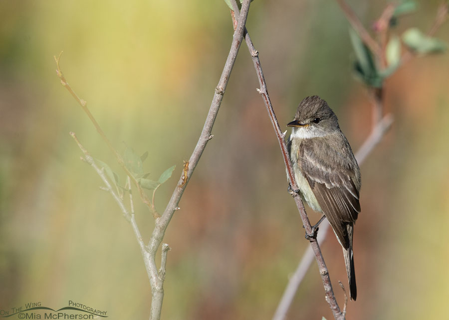 Willow Flycatcher perched on a serviceberry branch, Wasatch Mountains, Morgan County, Utah