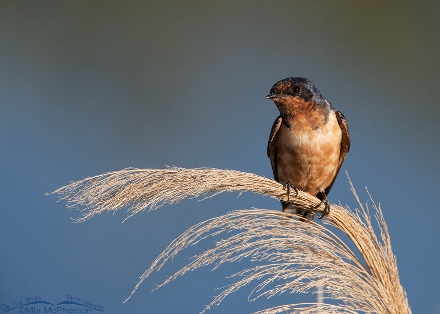 September Barn Swallow, Farmington Bay WMA, Davis County, Utah