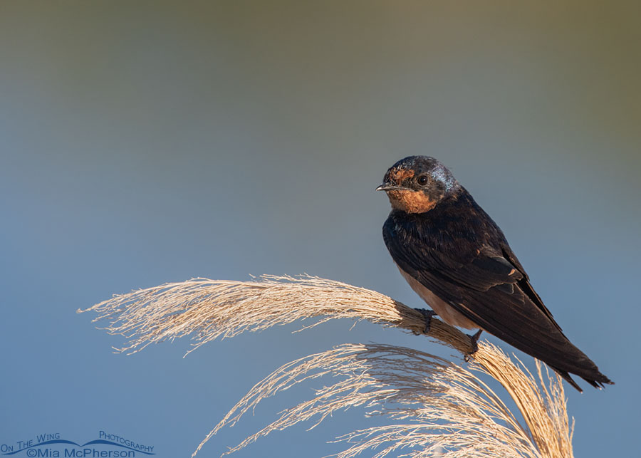 Late Summer Barn Swallow, Farmington Bay WMA, Davis County, Utah