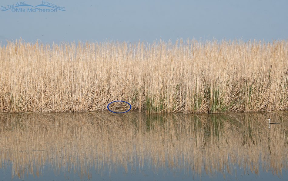 Immature Black-crowned Night Heron camouflage - Heron circled in blue, Bear River Migratory Bird Refuge, Box Elder County, Utah