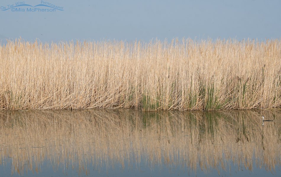 Immature Black-crowned Night Heron camouflage, Bear River Migratory Bird Refuge, Box Elder County, Utah