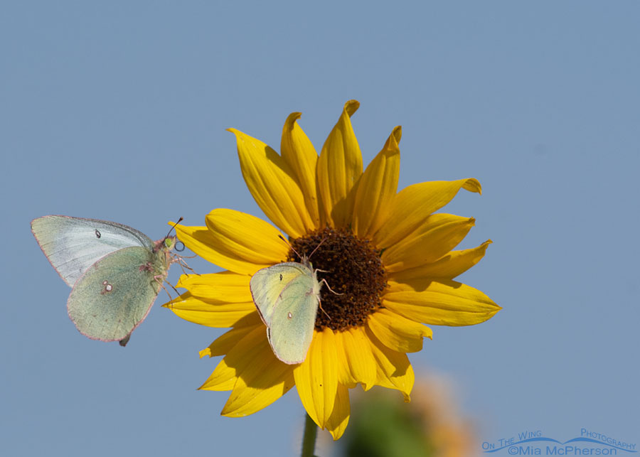 Two Clouded Sulphur butterflies on a Common Sunflower, Bear River Migratory Bird Refuge, Box Elder County, Utah