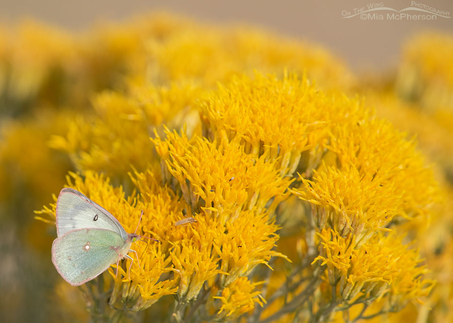 Clouded Sulphur butterfly nectaring on Rabbitbrush, Bear River Migratory Bird Refuge, Box Elder County, Utah