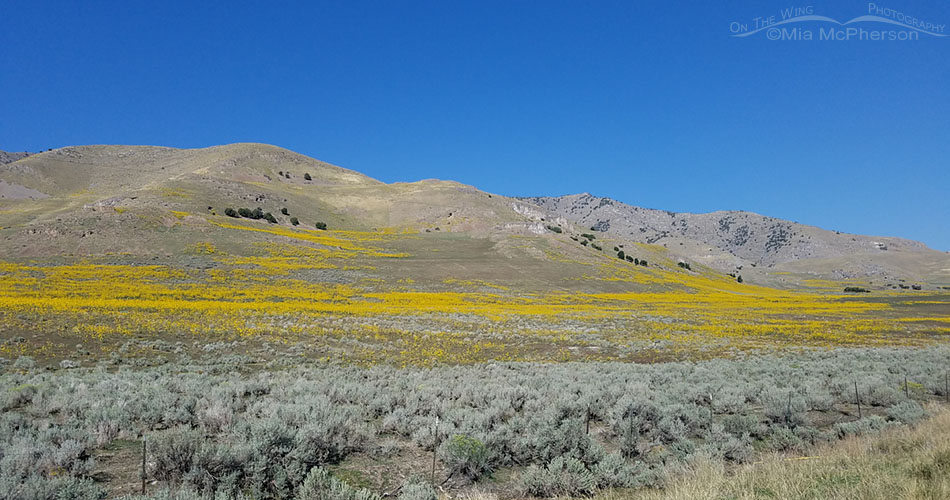 Common Sunflowers blooming in northern Utah, Box Elder County, Utah