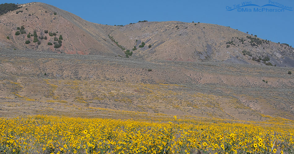 A field of wild Common Sunflowers in bloom, Box Elder County, Utah