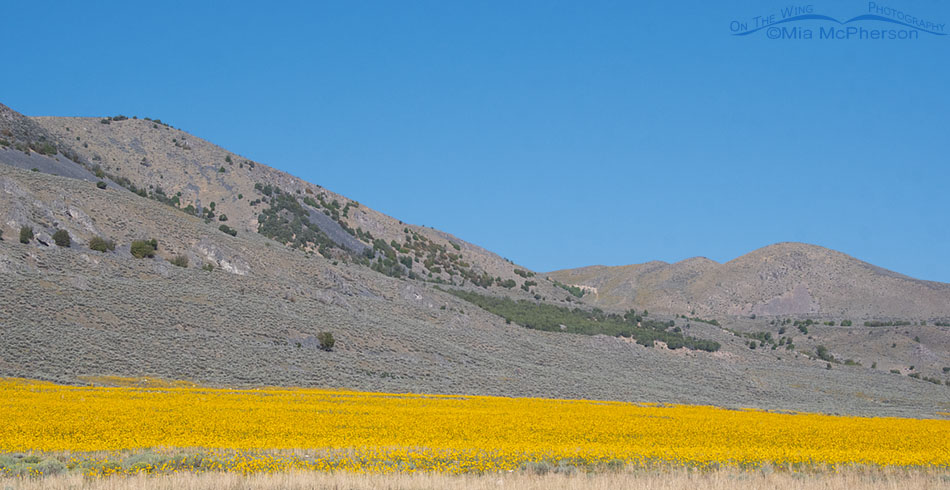 Summer Common Sunflowers in bloom, Box Elder County, Utah