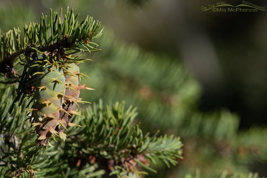 Drought stressed Douglas Fir cones, West Desert, Tooele County, Utah