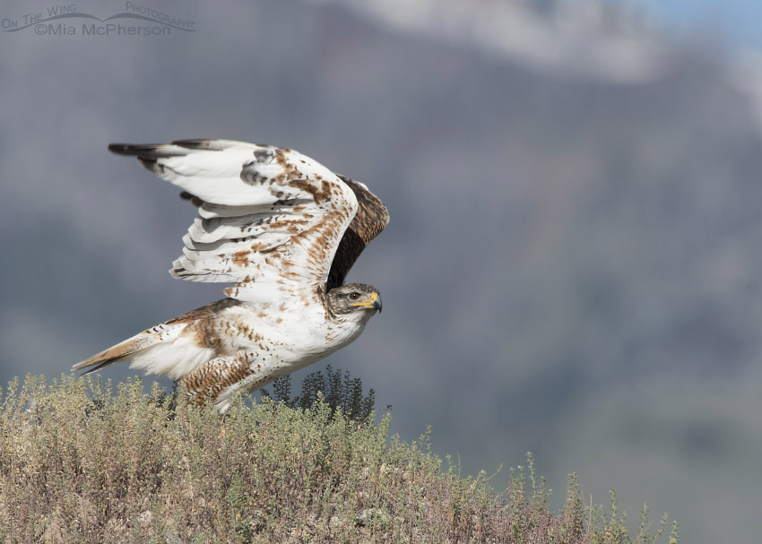 Ferruginous Hawk lifting off in front of the Stansbury Mountains, West Desert, Tooele County, Utah