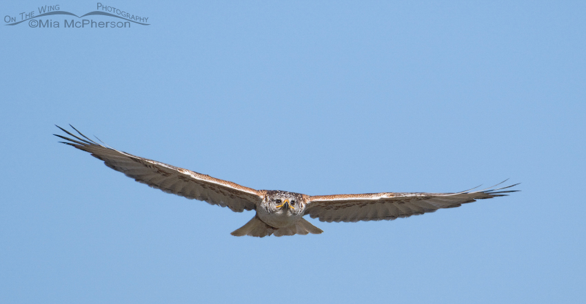 Adult Ferruginous Hawk gliding in for a landing, Centennial Valley, Beaverhead County, Montana