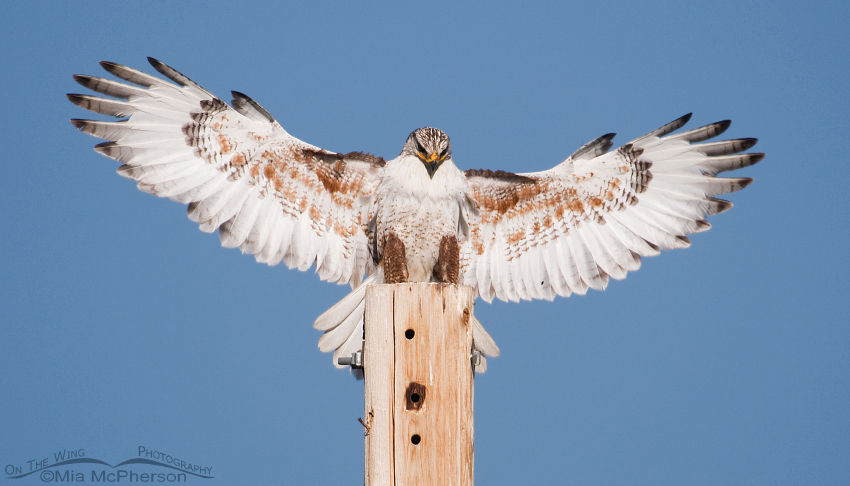 Landing Ferruginous Hawk, Centennial Valley, Beaverhead County, Montana