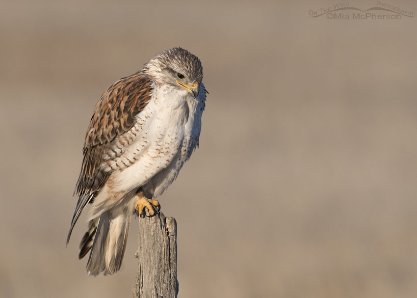 Ferruginous Hawk in early morning light, Bear River Migratory Bird Refuge, Box Elder County, Utah