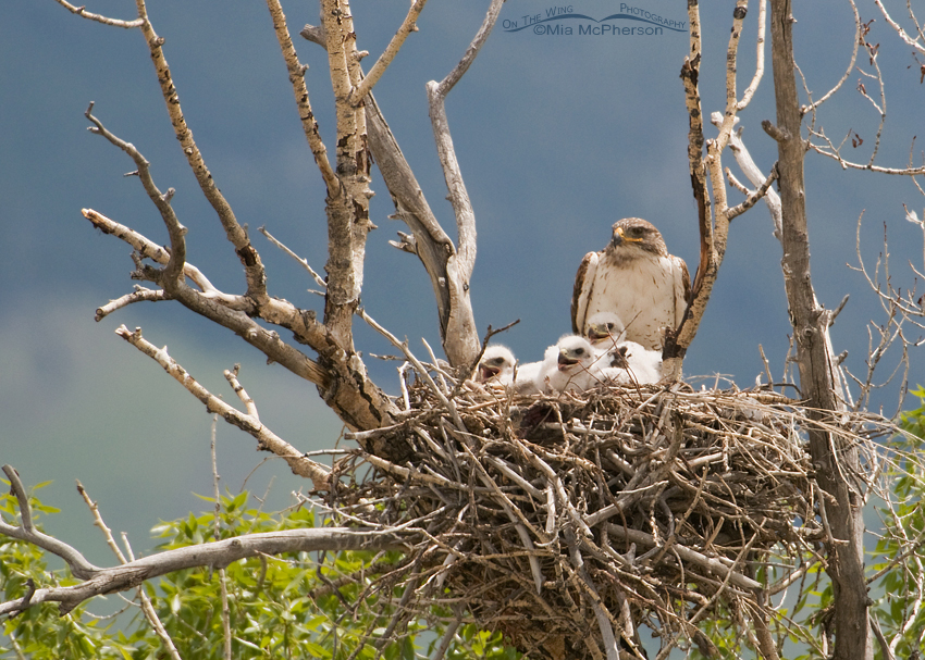 Ferruginous Hawk chicks and adult in their nest, Madison County, Montana
