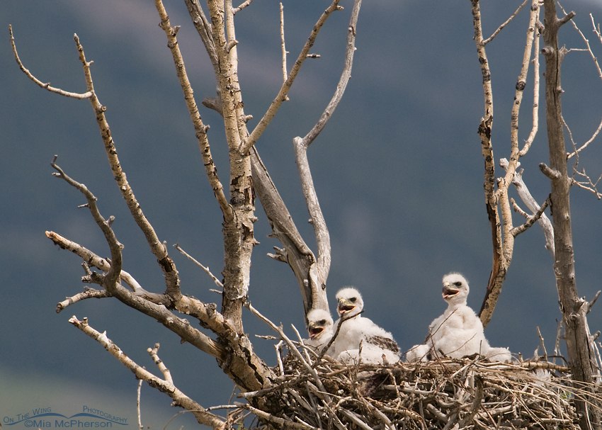 Ferruginous Hawk chicks in their nest, Madison County, Montana