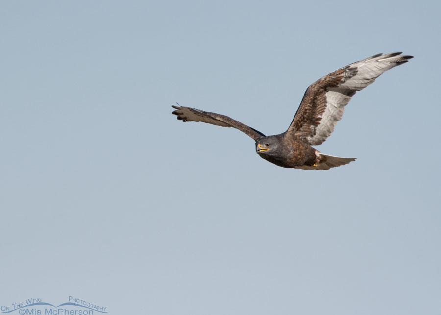 Dark morph Ferruginous Hawk on the hunt, West Desert, Tooele County, Utah