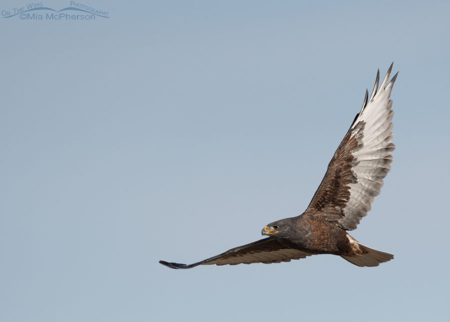 Dark morph Ferruginous Hawk in flight over a field, West Desert, Tooele County, Utah