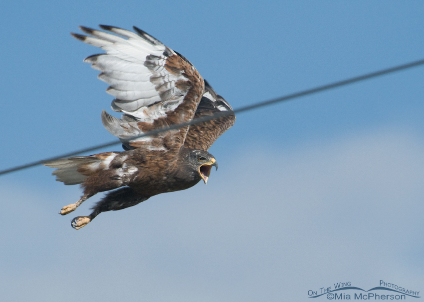 Dark morph Ferruginous Hawk with annoying power lines, Box Elder County, Utah