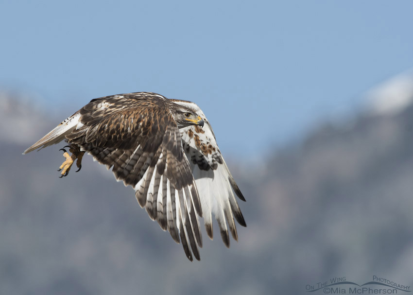 Light morph Ferruginous Hawk and the mountains, West Desert, Tooele County, Utah