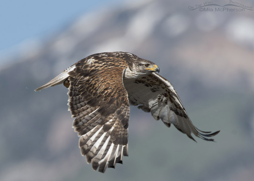 Adult light morph Ferruginous Hawk in Tooele County, Utah