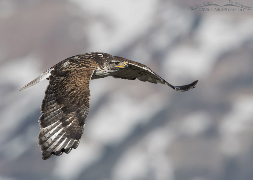 Ferruginous Hawk in flight in front of snowy Stansbury Mountain peaks, West Desert, Tooele County, Utah