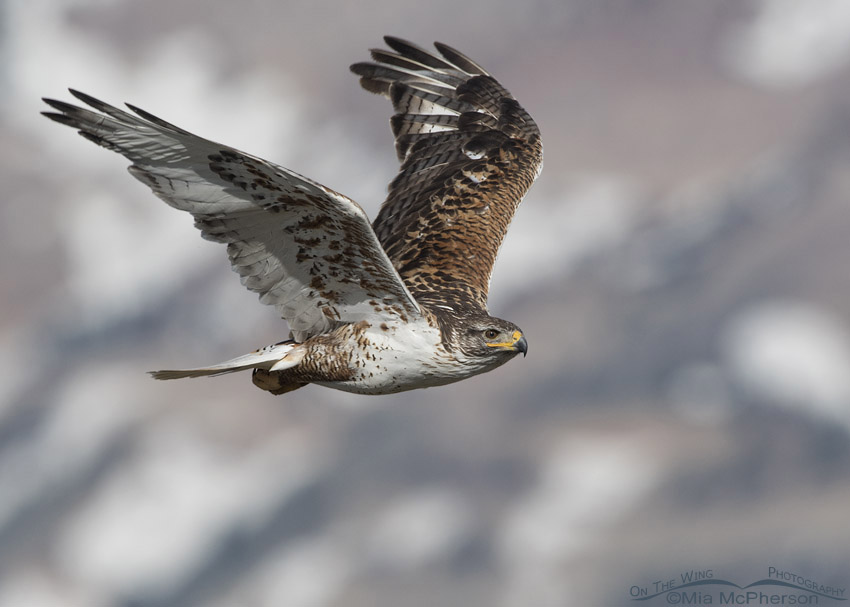 Snowy Mountains and a Ferruginous Hawk, West Desert, Tooele County, Utah