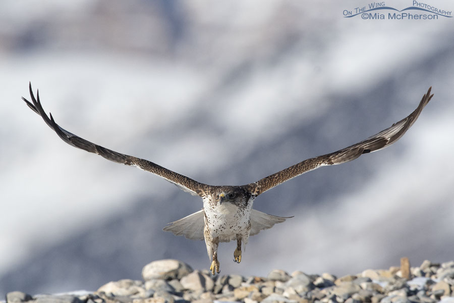 Ferruginous Hawk flying right towards me, West Desert, Tooele County, Utah
