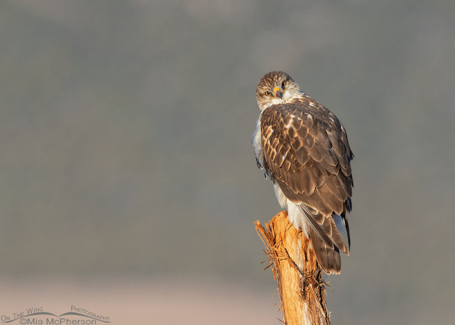 Early morning immature Ferruginous Hawk, West Desert, Tooele County, Utah