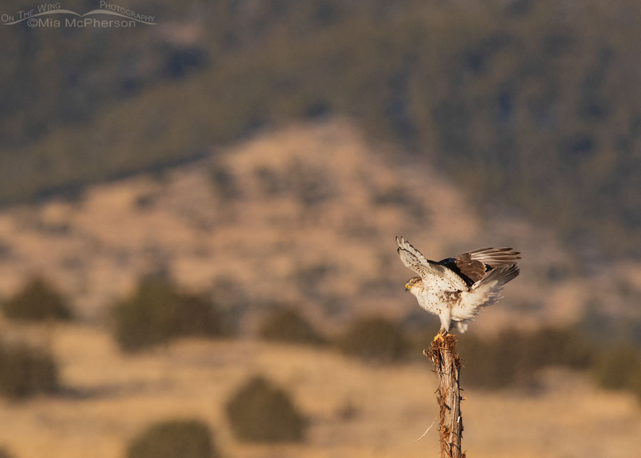 Immature Ferruginous Hawk landing on a fence post, West Desert, Tooele County, Utah