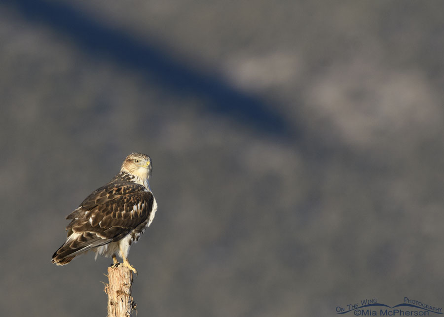 Immature light morph Ferruginous Hawk hunting in the West Desert, West Desert, Tooele County, Utah