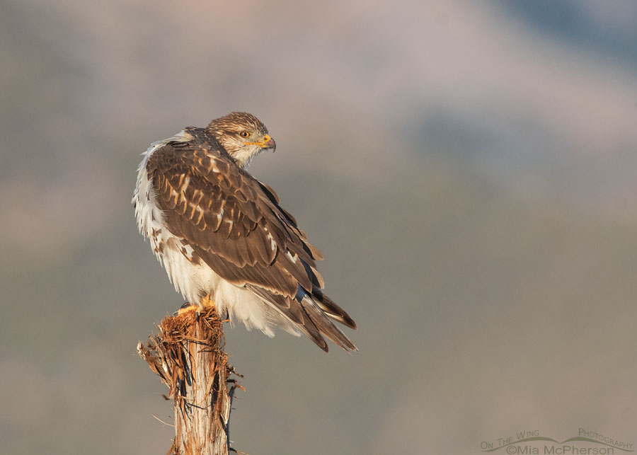 Immature Ferruginous Hawk preening on a fence post, West Desert, Tooele County, Utah