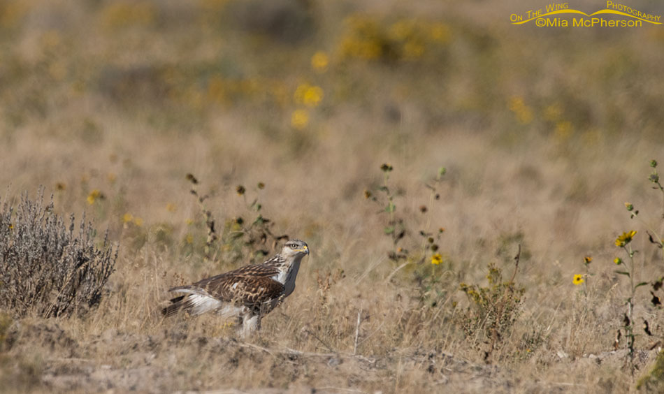 Young Ferruginous Hawk on the ground, West Desert, Tooele County, Utah