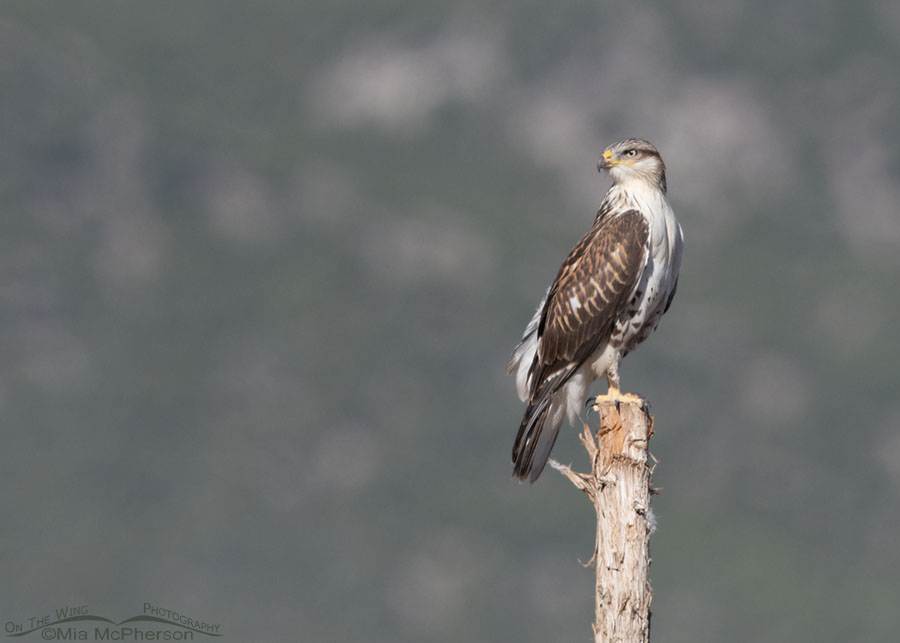 Immature Ferruginous Hawk looking for prey, West Desert, Tooele County, Utah