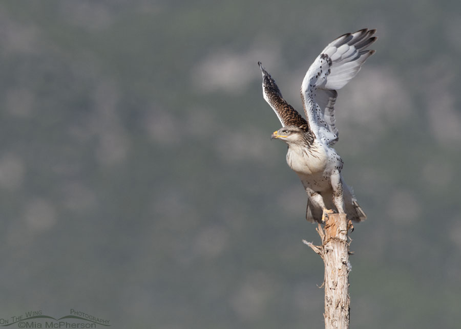 Young light morph Ferruginous Hawk lifting off from a post, West Desert, Tooele County, Utah