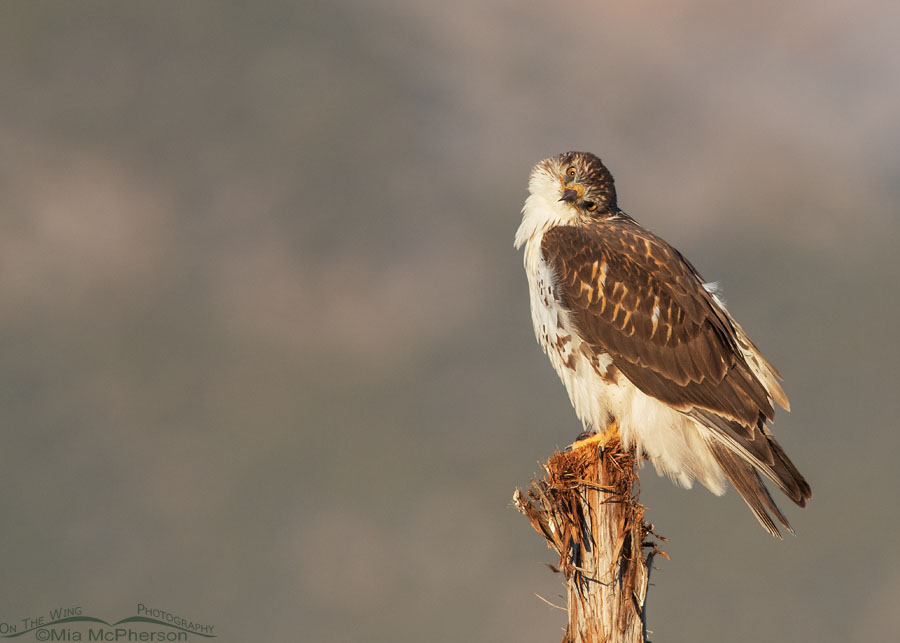 Immature Ferruginous Hawk tilting its head, West Desert, Tooele County, Utah