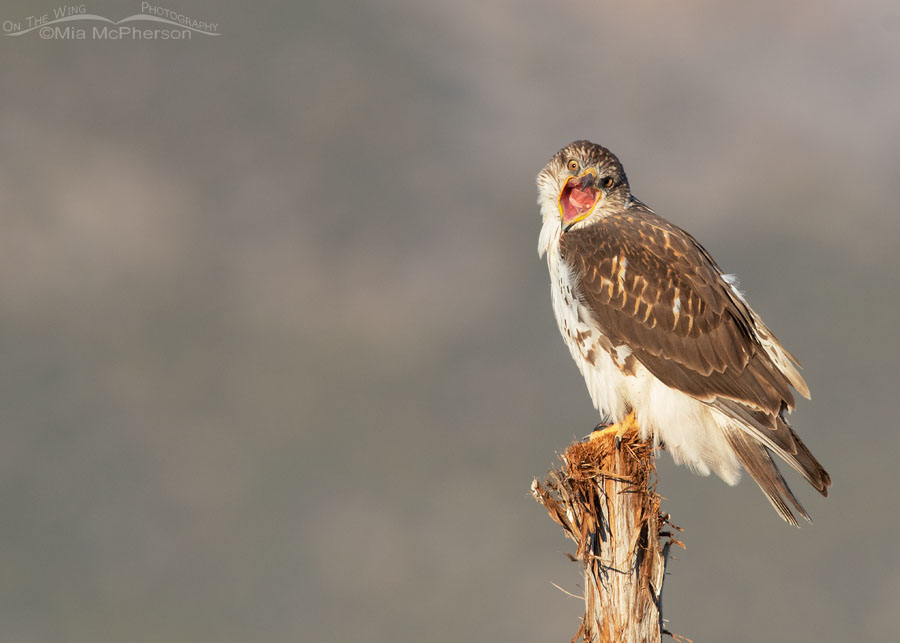 Immature Ferruginous Hawk with its bill wide open, West Desert, Tooele County, Utah