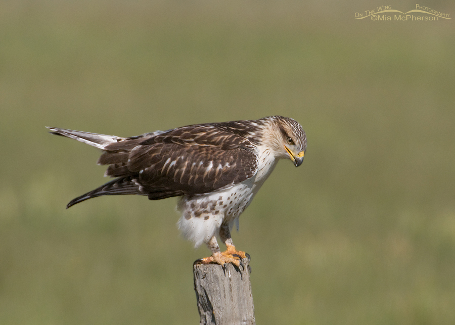 Ferruginous Hawk juvenile, Centennial Valley, Beaverhead County, Montana