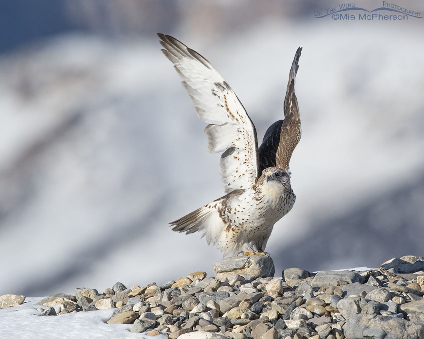 Ferruginous Hawk lifting off with snowy mountains in the background, West Desert, Tooele County, Utah
