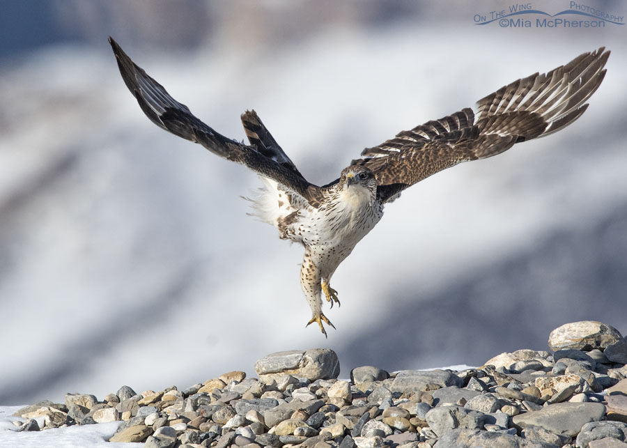 Winter Ferruginous Hawk right after lifting off, West Desert, Tooele County, Utah