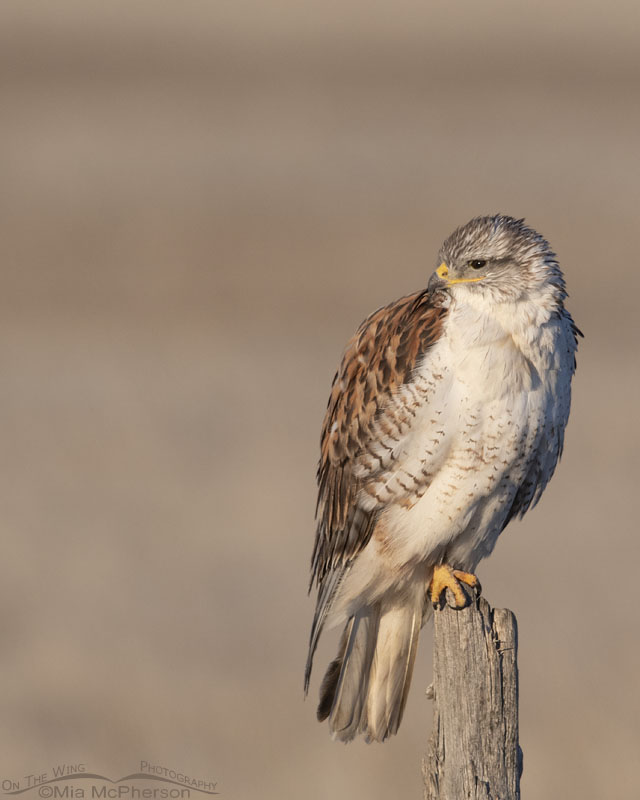 Adult light morph Ferruginous Hawk on the flats of Bear River MBR, Box Elder County, Utah