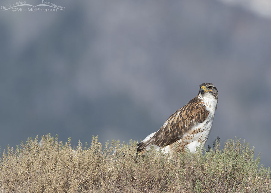Light morph adult Ferruginous Hawk in summer, West Desert, Tooele County, Utah