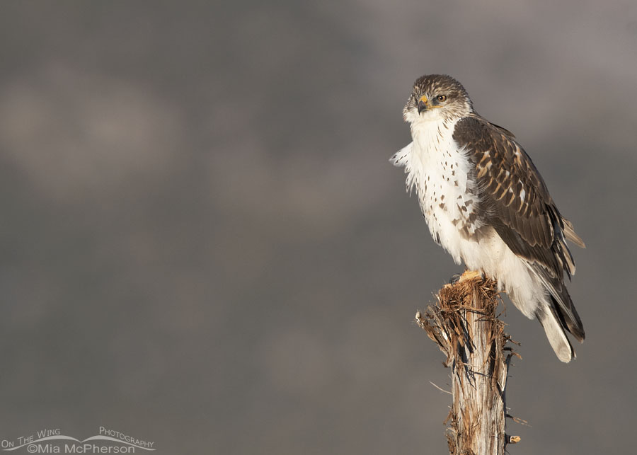 Immature light morph Ferruginous Hawk in autumn, West Desert, Tooele County, Utah