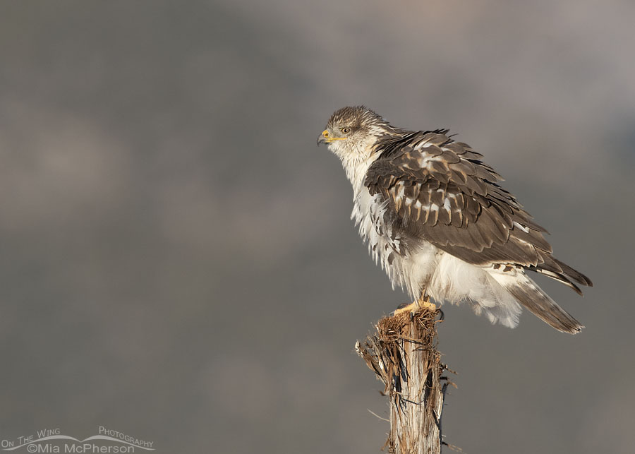 Rousing immature Ferruginous Hawk on a fence post in the West Desert, Tooele County, Utah