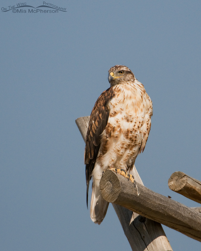 Royal Ferruginous Hawk surveying its kingdom, Centennial Valley, Beaverhead County, Montana