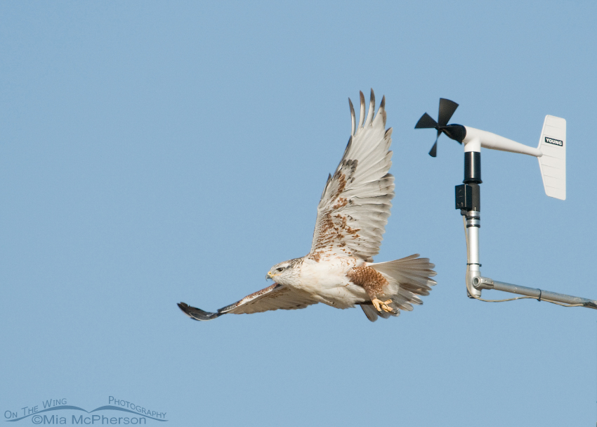 Ferruginous Hawk lift off from a weather monitoring station, West Desert, Tooele County, Utah