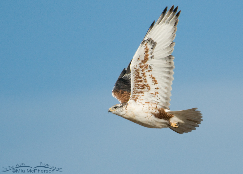 Flight shot of Ferruginous Hawk with wings up, West Desert, Tooele County, Utah
